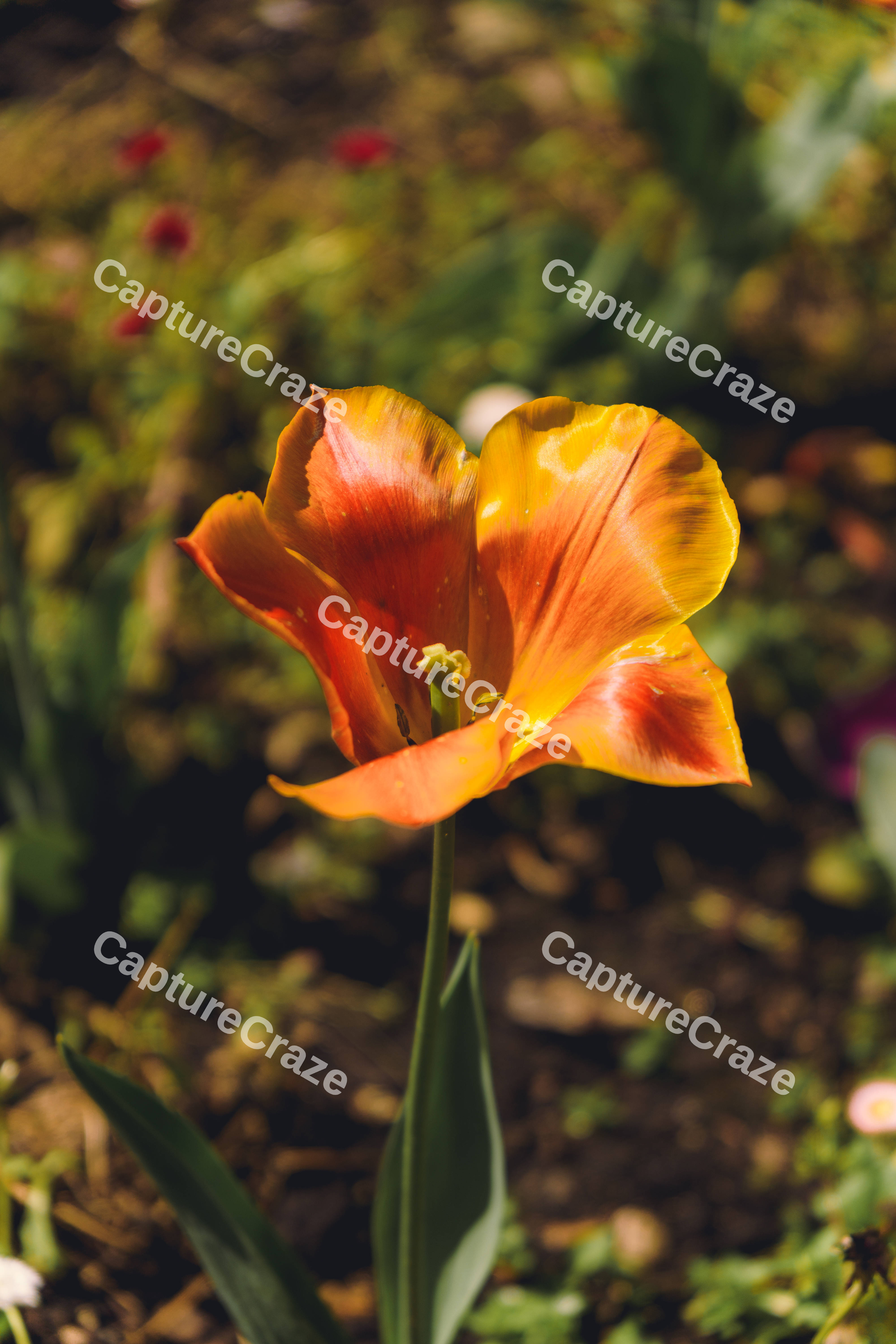 Flower Isolated